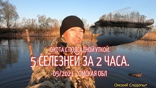 Охота с подсадной уткой. Пять селезней за два часа (МАЙ — 2021)