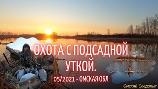 Охота с подсадной уткой