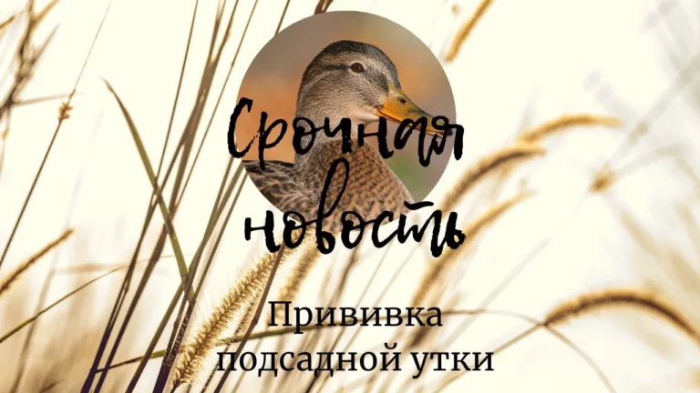 Срочная новость для любителей весенней охоты с подсадной уткой