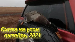 Охота с подхода на утку Октябрь 2021.