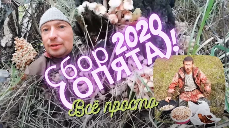 Сбор опят 2020 года — Омская обл