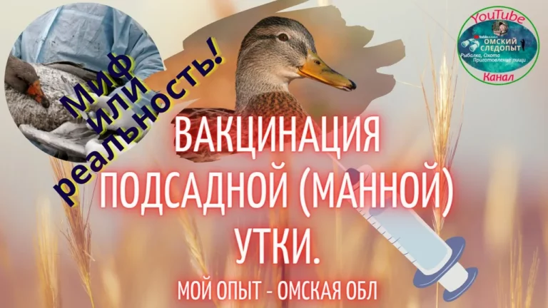 Вакцинация подсадной манной утки от птичьего гриппа