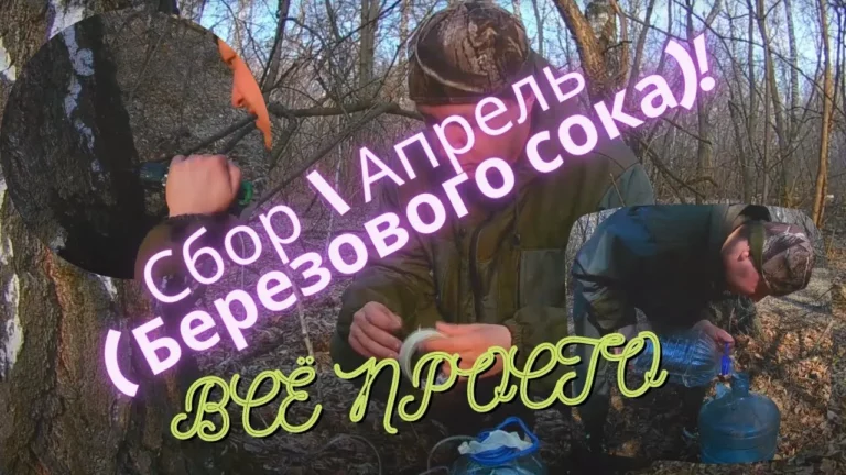 Сбор березового сока. Апрель 2020г