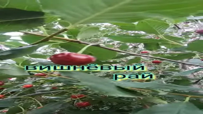 Собираем вишню