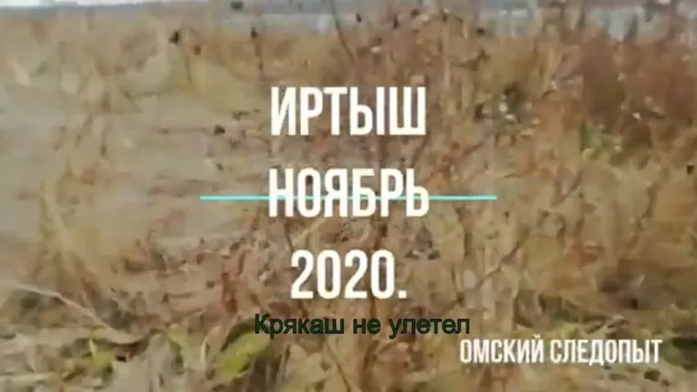 Утка — Крякаш на Иртыше третьего ноября 2020 года