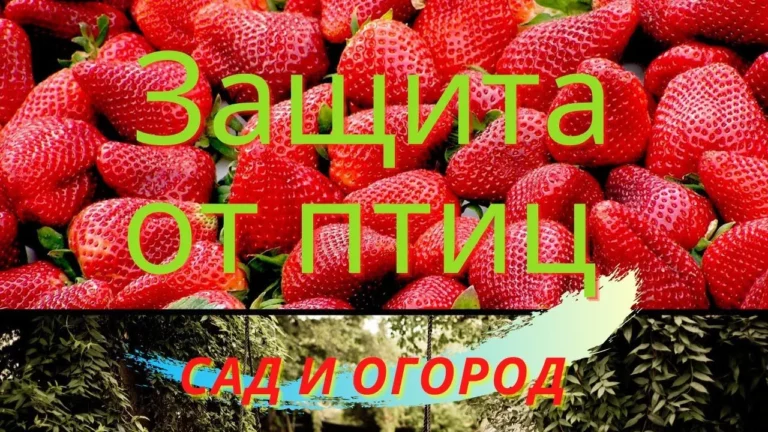 Закрываем клубнику от птиц в рубрике сад и огород